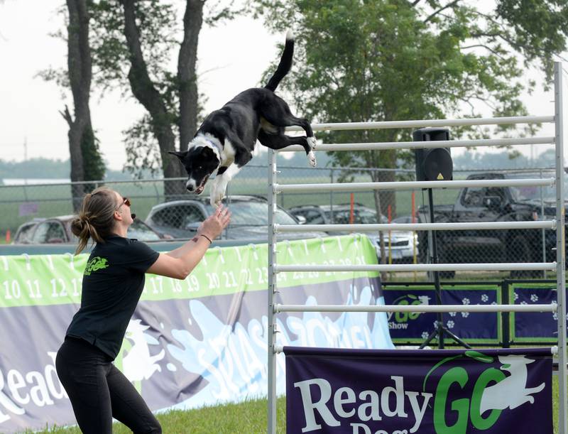 Nikki Penta of the Ready Go Dog Show gets ready to catch Phobia as she clears a jump during their performance at the Ogle County Fair on Thursday, July 31, 2025.