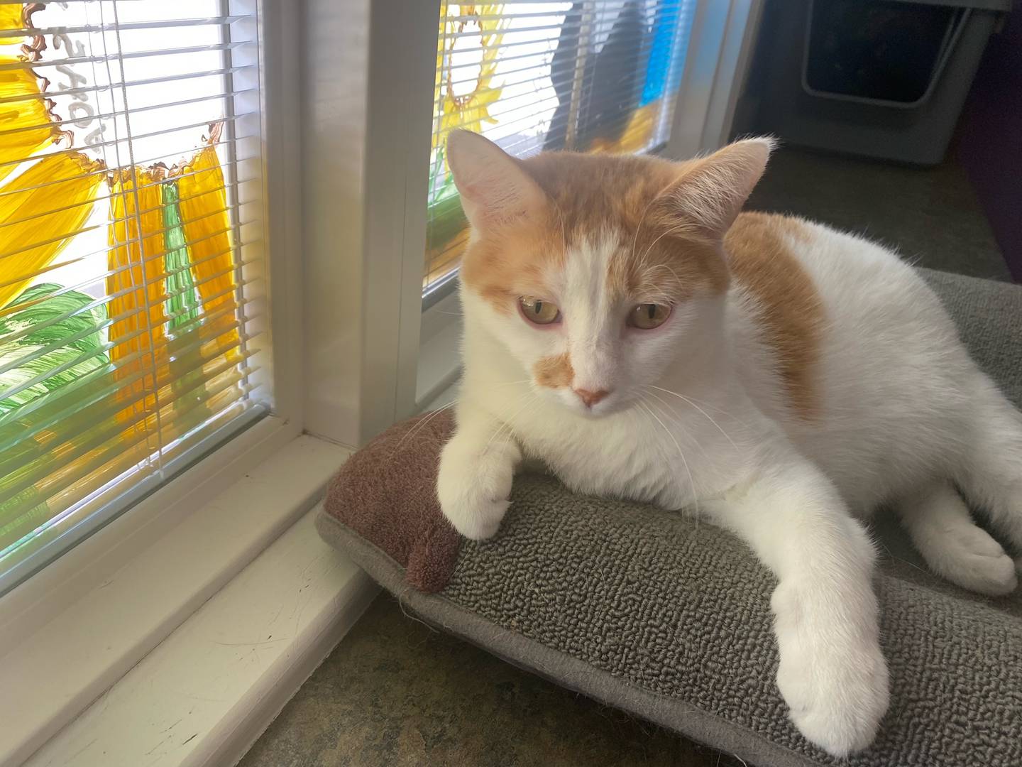 1-year-old Josie is shy upon first meeting, but quickly warms up. She loves attention and enjoys playing with her toys. Josie gets along with other cats. For more information on Josie, including adoption fees please visit justanimals.org or call 815-448-2510.