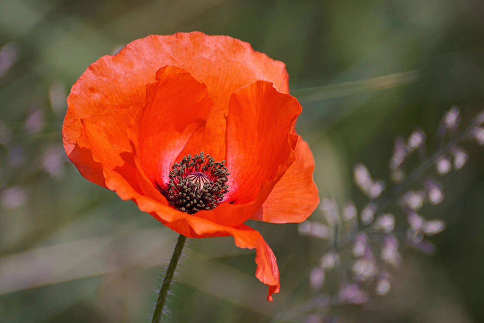 May 22 is National Poppy Day Shaw Local