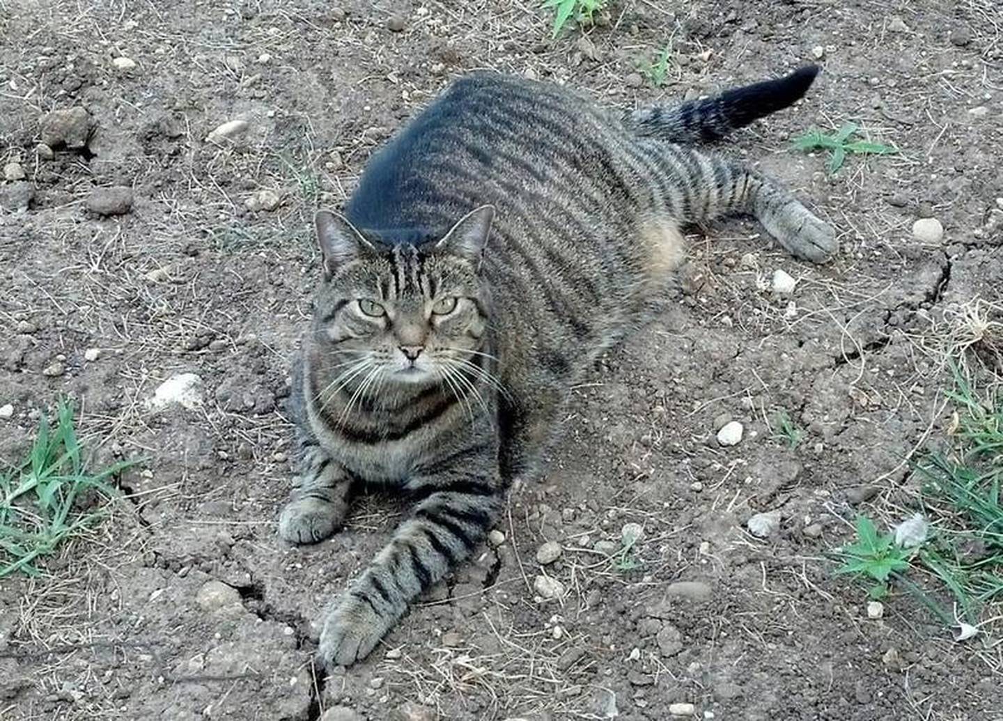 Regarding shade, make sure that when your pet is outdoors that it is in a shady area, especially in the heat of the day.