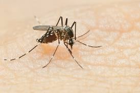 Mosquito batches test positive for West Nile virus in DuPage County