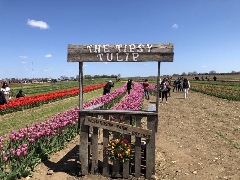 The Tipsy Tulip booth is one of several scattered in the tulip fields for photo ops at Richardson Adventure Farm near Spring Grove on Sunday, April 21, 2024.