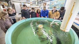 Walleye hatchery helps keep Lake Carroll stocked