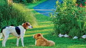 Simple ways to prevent dog-related lawn damage