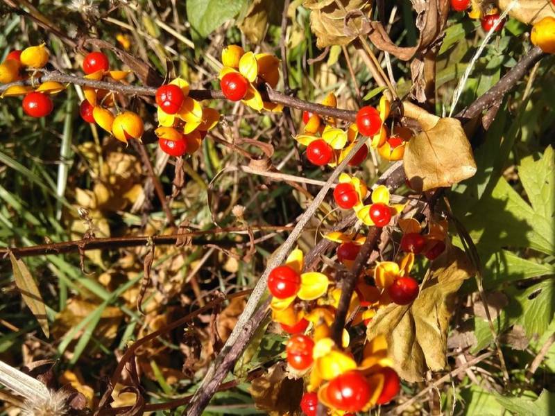 Oriental bittersweet’s large quantities of fruit grow from the leaf axils of the vine and are strung out along the stems. Remembering the phrase, ‘Strung out is bad,’ can be helpful in discerning this introduced species from its American counterpart.

Credit: Hickory Knolls Discovery Center Staff