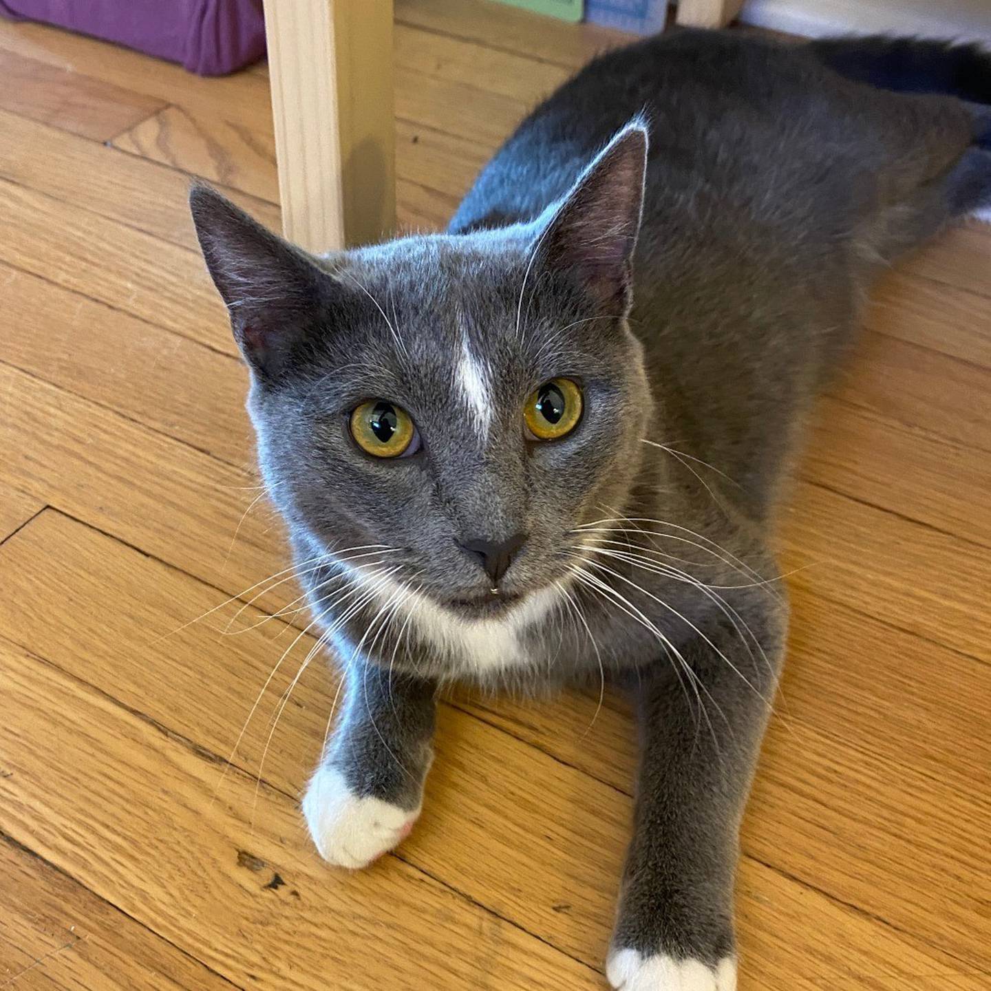 Kilorn is sweet, cuddly, and has a nonstop purr motor. He does well with cats, dogs and kids, and he loves toys, morning snuggles, naps and his brother. To meet Kilorn, visit thekittysquad.com/adoptables.