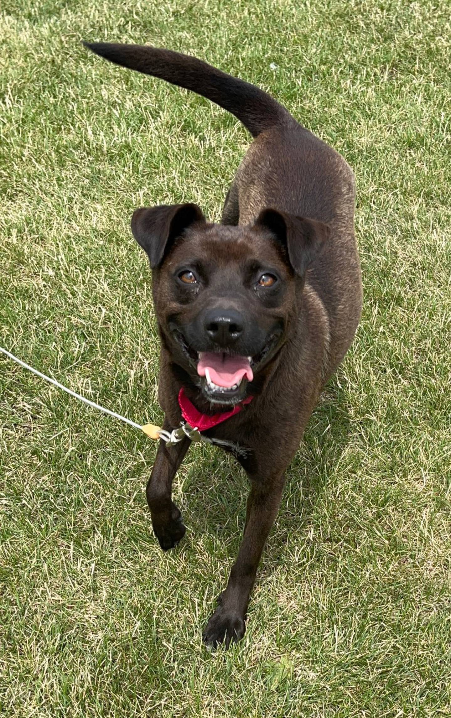 Twixie is a 2 1/2-year-old cattle dog mix. Twixie is very outgoing and loves adventures and meeting new faces. Twixie gets along well with other dogs and greets others with play bows and wiggles. She isn't a fan of cats so no feline friends for her. She lived in a home with children of all ages and adored them. She loved playing with them, sharing toys, and lots of snuggles. To meet Twixie, call Joliet Township Animal Control at 815-725-0333.