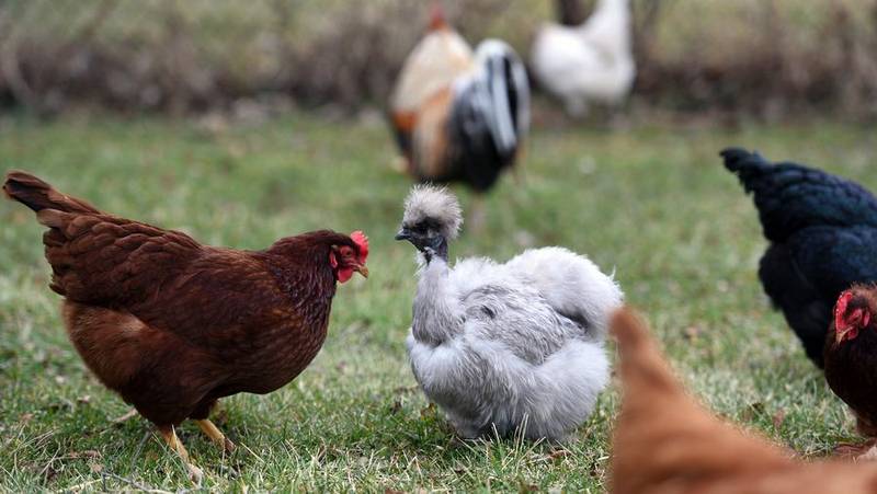 Andy Atwell keeps several breeds of backyard chickens and occasionally lets them out to roam around his yard, which is in an unincorporated area near Barrington.