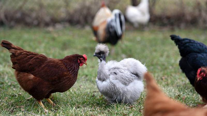 Andy Atwell keeps several breeds of backyard chickens and occasionally lets them out to roam around his yard, which is in an unincorporated area near Barrington.