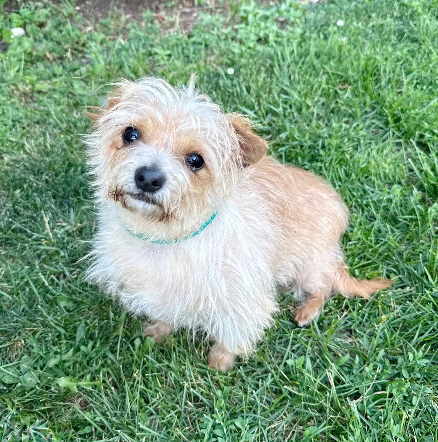 Hammy is a sweet 8-year-old, terrier mix. He is timid and working on getting comfortable with new people, but he happily wags his tail when he makes eye contact with staff. Contact the Will County Humane Society at willcountyhumane.com and follow the instructions for the adoption process.