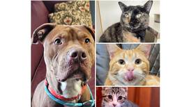 Will County Pets of the Week: Dec. 29, 2025