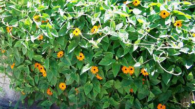 Down the Garden Path: Try these garden display ideas for autumn
