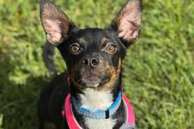 Young dog ready to charm forever family