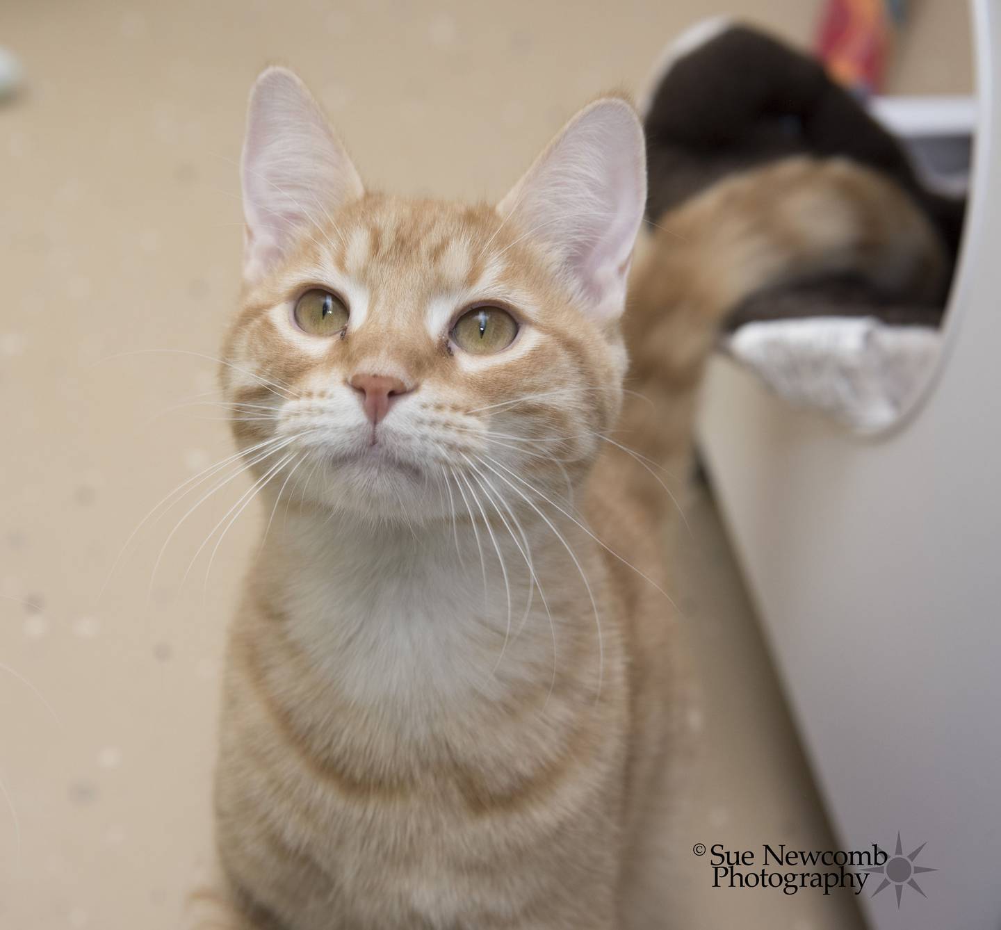 Lincoln is a young domestic shorthair cat who would rather play than be loved and cuddled. He's bonded with his sister, Star, so they need to be adopted together. Contact the Will County Humane Society at willcountyhumane.com and follow the instructions for the adoption process.