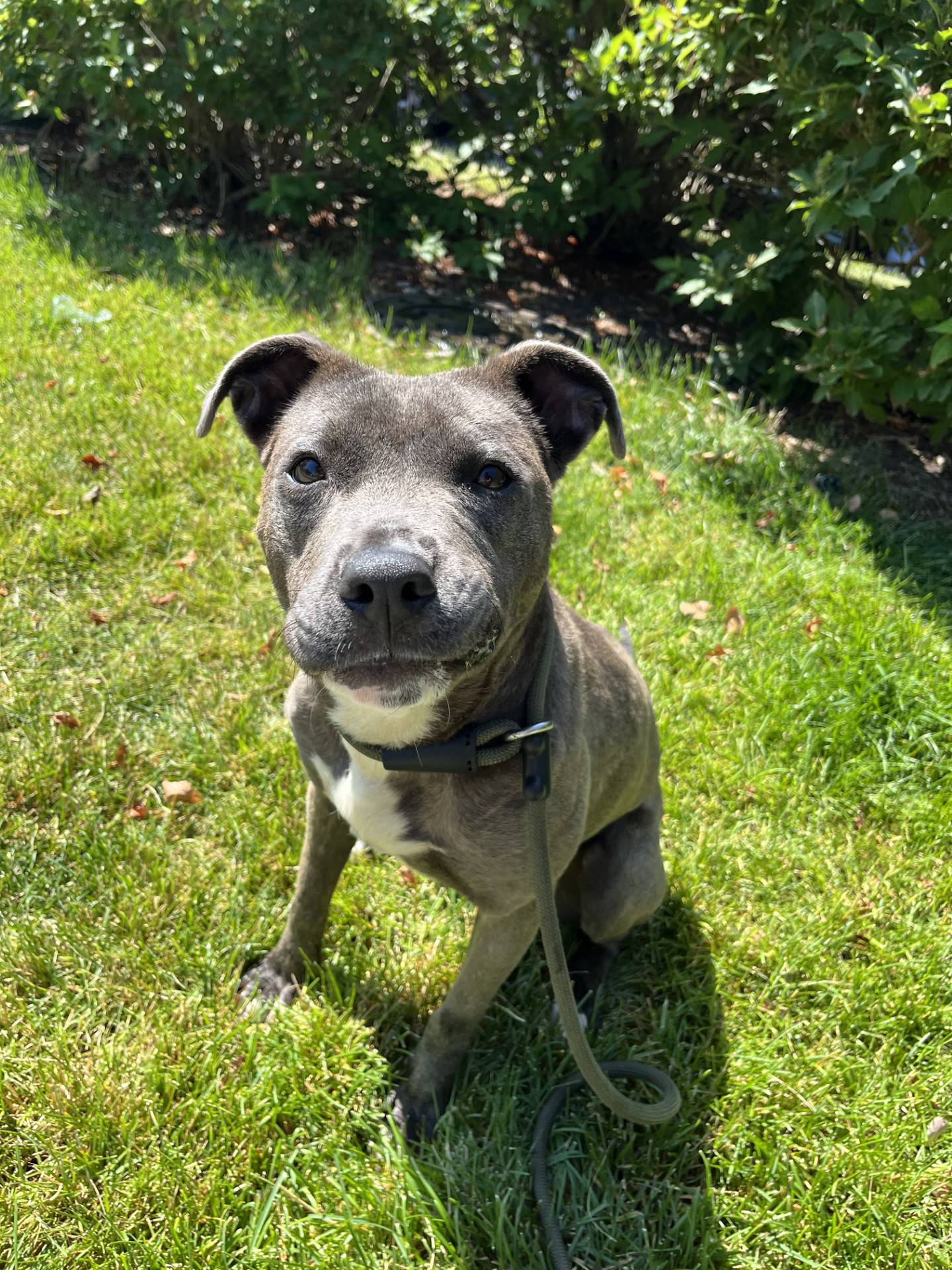 One-year-old Queso likes to play with toys and people. She is energetic, happy-go-lucky and always ready for adventure. Queso likes other dogs but needs a playmate that can match her energy level. To meet Queso, email Dogadoption@nawsus.org. Visit nawsus.org.