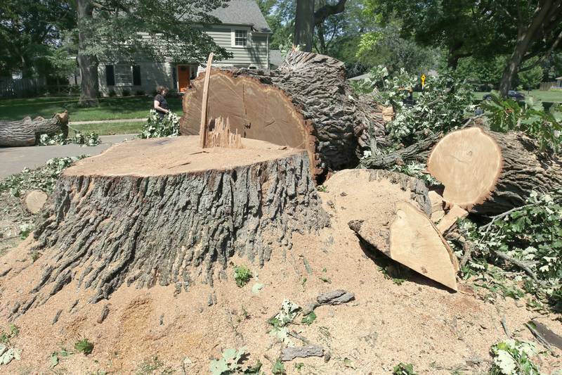 The stump of the historic oak tree at 240 Rolfe Road in DeKalb after it was cut down Thursday, July 21, 2022. The tree, one of the oldest in the city, was beginning to die and lost a branch in a storm last week so at the advice of an arborist the city opted to remove it rather than risk more branches coming down and causing damage or injury.