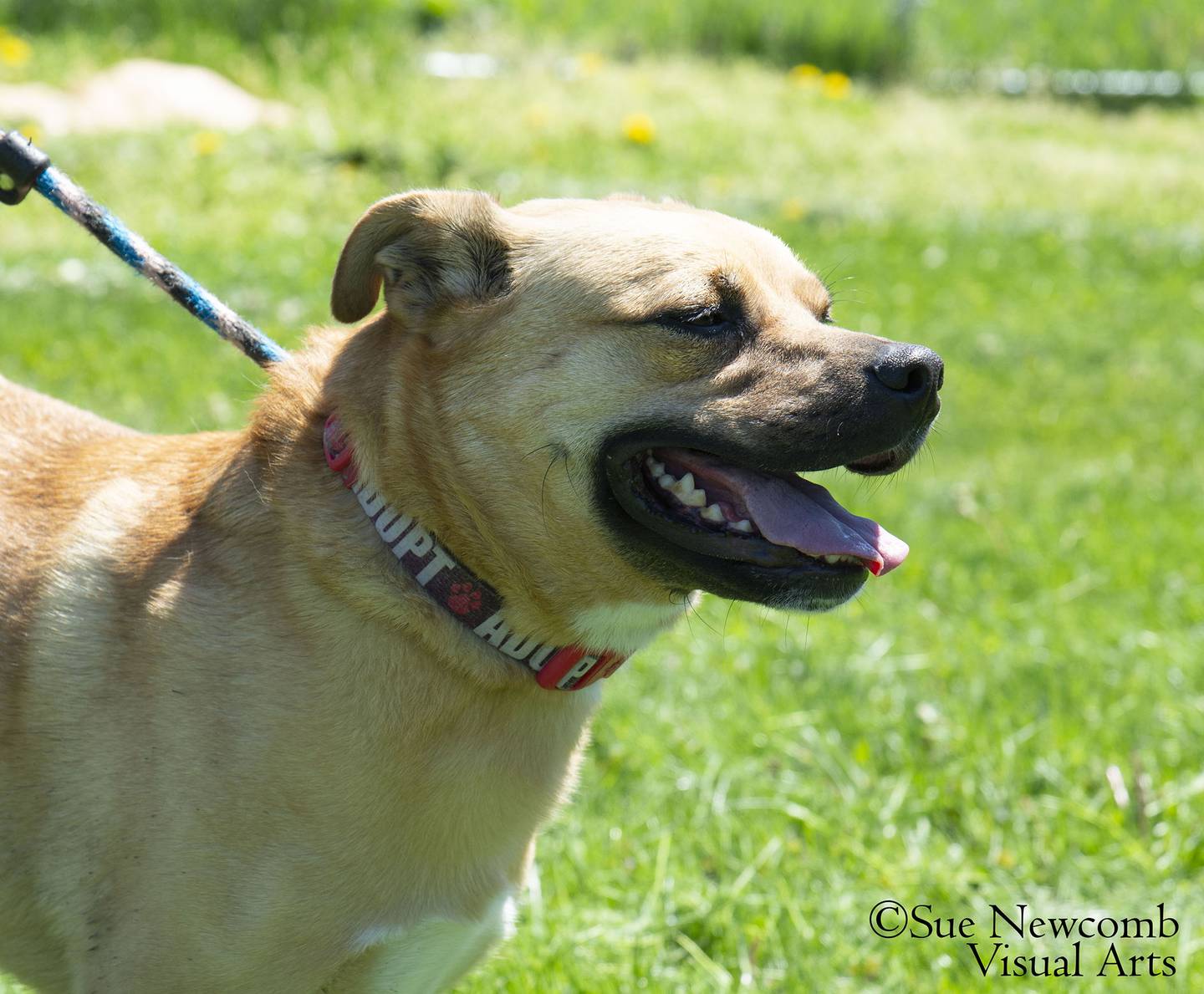 Rudy is a pug/terrier mix who loves to run and investigate the shelter grounds. He is a nervous dog and needs an easy-going home with an owner who has plenty of patience. Contact the Will County Humane Society at willcountyhumane.com and follow the instructions for the adoption process.