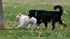 Will County forest preserves host trivia, hikes and dog-friendly coffee event