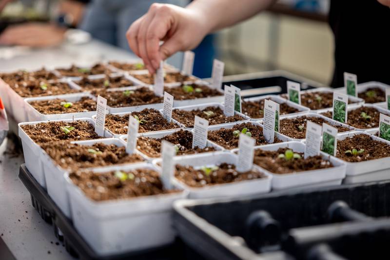 Kishwaukee College hosting its annual spring plant sale beginning May 11.