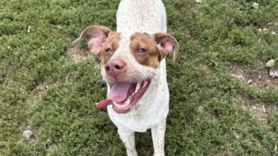 Don’t have a rabies tag for your pet?  Get ready to pay fines in Kendall County