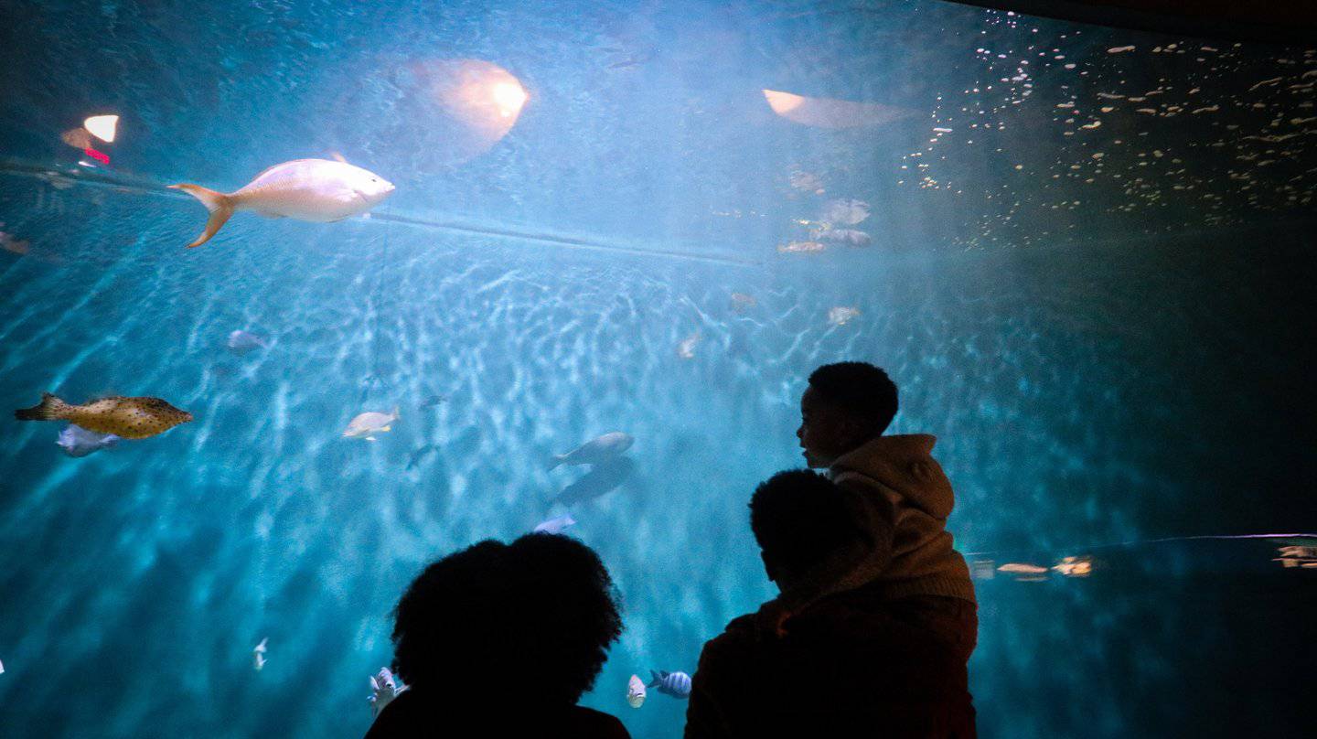The National Mississippi River Museum and Aquarium