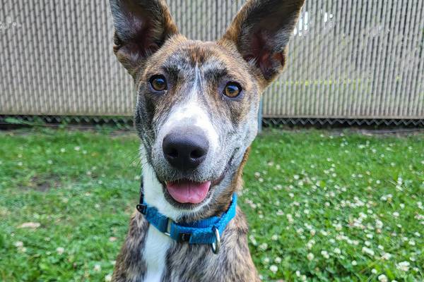 Cute ears? Soulful eyes? This puppy is ready to enchant you
