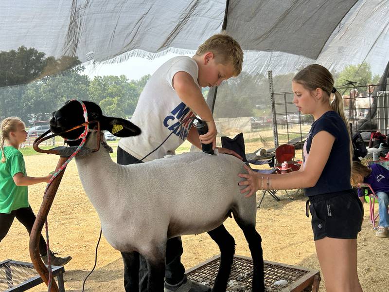 Drew and Ella McMillan, 9 and 10, of Ashton, groom their 6-month old sheep,, Jasmine, before showing it at the Ogle County 4-H Fair in Oregon  on Thursday, July 31, 2025.
