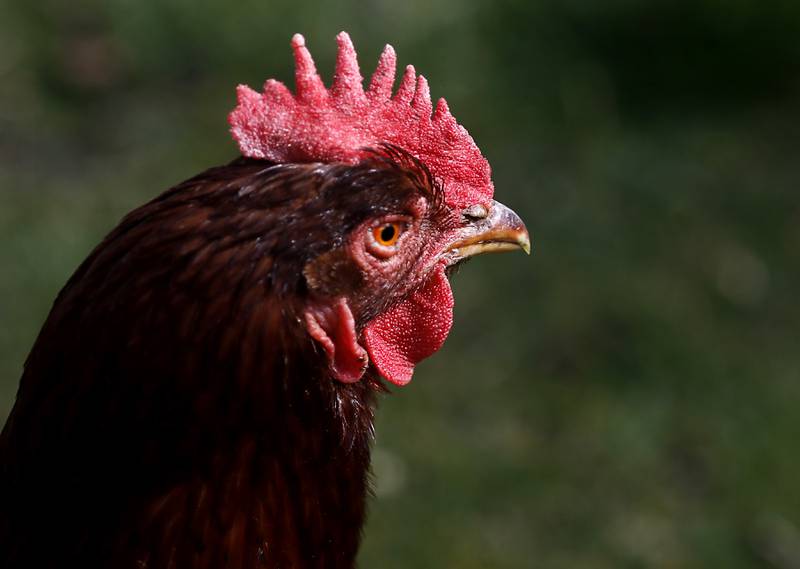 One of Jessica Martell’s chickens on Wednesday, March 27, 2024, at her home on Half Mile Trail north of Crystal Lake.