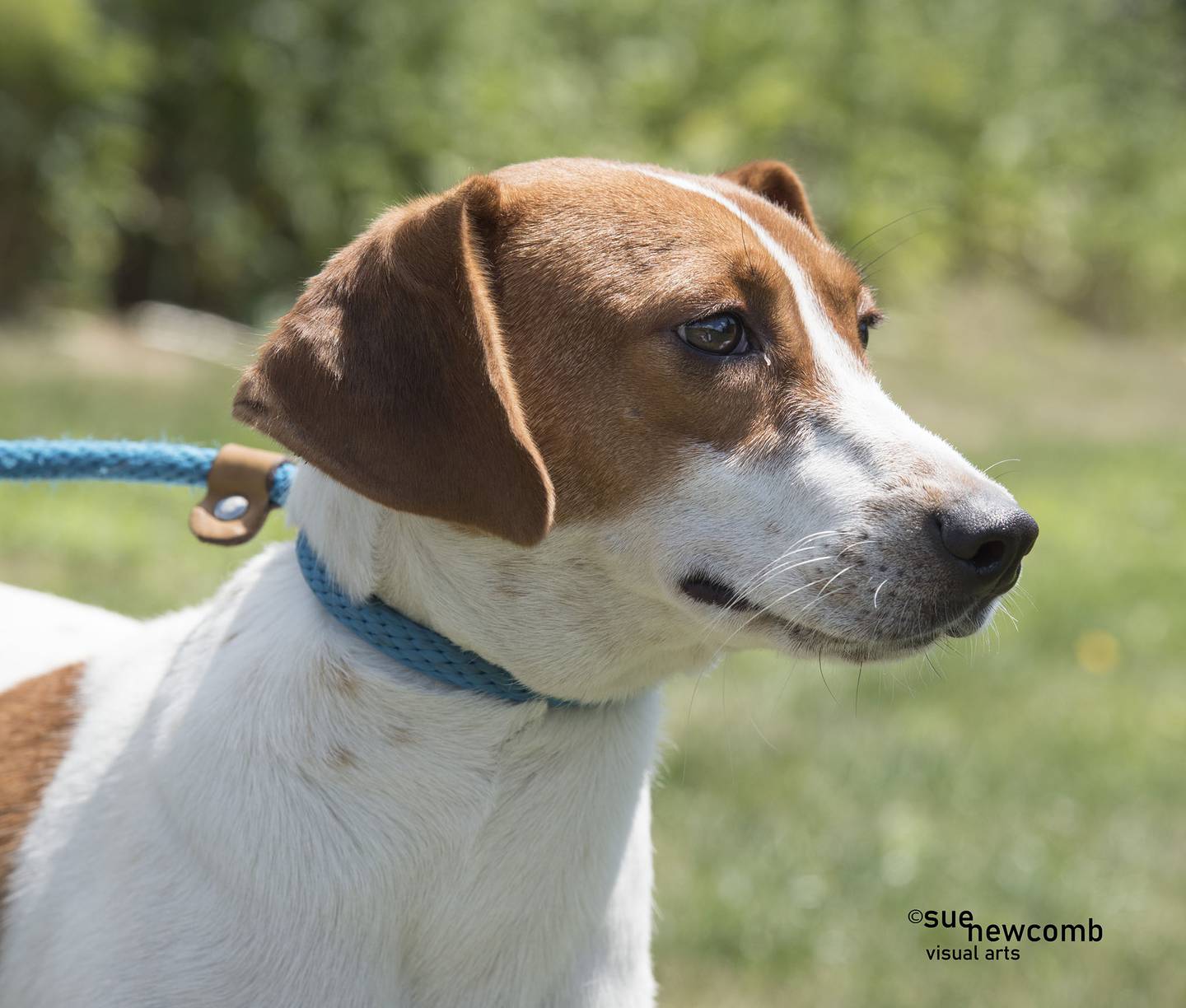 Rosie is a sweet, energetic beagle mix. Contact the Will County Humane Society at willcountyhumane.com and follow the instructions for the adoption process.