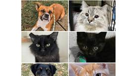 Will County Pets of the Week: Nov. 10, 2025