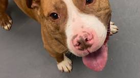 Happy, loving dog looking for forever family