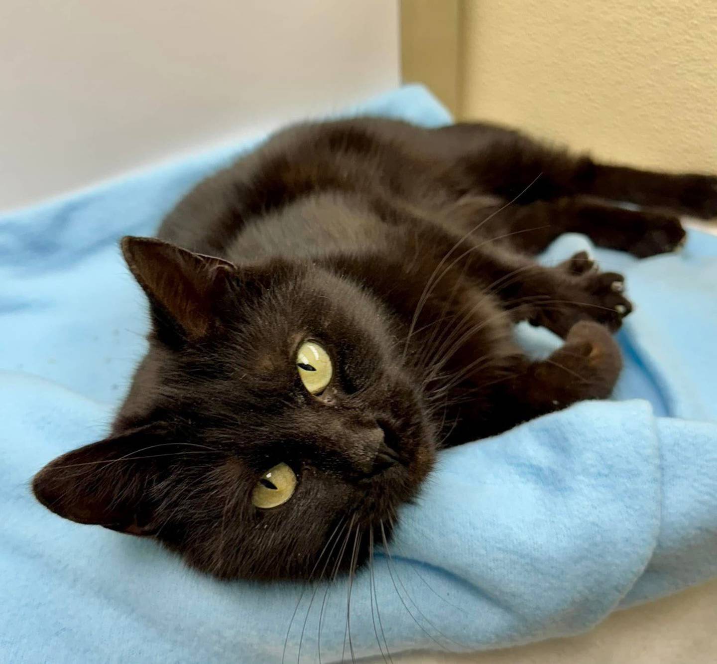 Mika is an 8-month-old personable black kitten, who came to the Will County Humane Society from local animal control. She can be shy at first but absolutely loves pets and will roll around her bed for attention. Mika will make a great companion. Contact the Will County Humane Society at willcountyhumane.com and follow the instructions for the adoption process.