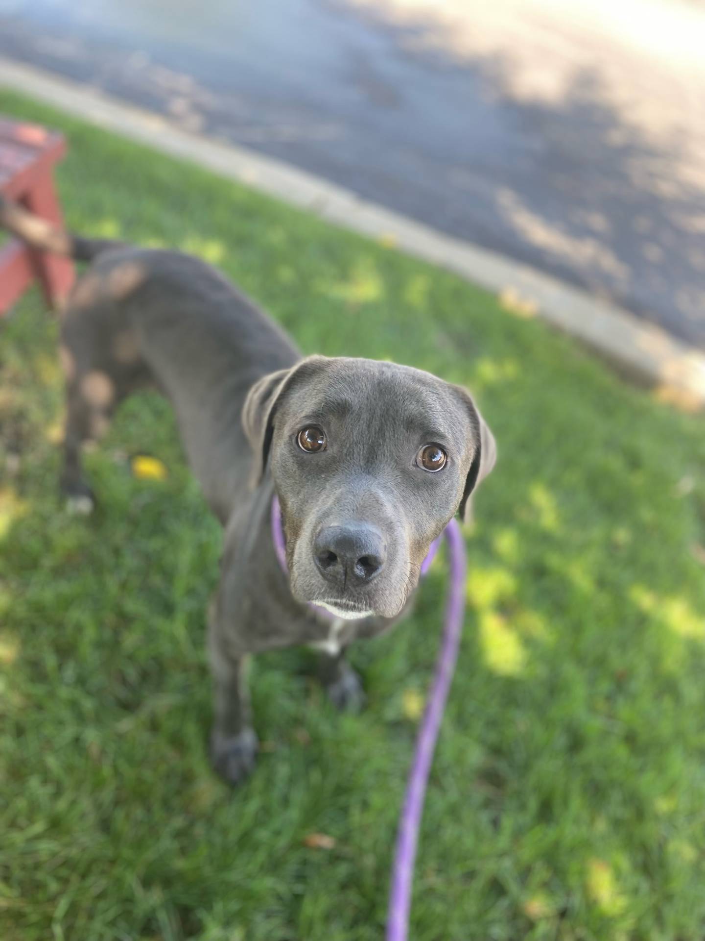 Hemingway is a 3-year-old mixed breed that is full of fun and energy. He loves walks and playing with toys. He can be a little shy initially but quickly warms up to new people. Hemingway needs a home without cats. To meet Hemmingway, email Victoria at victoria@nawsus.org. Visit nawsus.org.