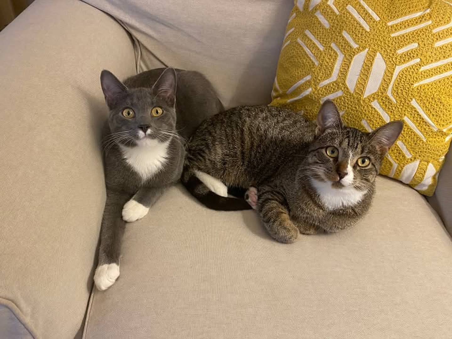 Helios and Umbra are bonded playful and lovable brothers. Helios is a speedy eater, has an energetic personality, is curious and very much interested in humans Umbra, on the other hand, is the life of the party. He greets every stranger with snuggles and affection and loves a good head scratch. Because they are bonded, they must be adopted together, but the second adoption fee will be discounted by 50%.  To meet Helios and Umbra, visit ForgetMeNotRescue.com/adoptables.