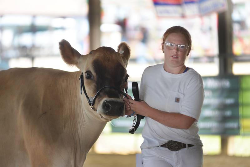 Tessa Bruns, 13, of Oregon, leads her dairy cow MJ around the show ring at the Ogle County 4-H Fair on Thursday, July 31, 2025.