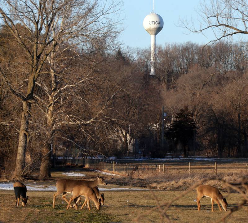 A heard of deer graze near the Illinois and Michigan Canal as the Utica water tower can be seen in the background on Friday Jan. 22, 2021.