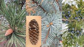 Down the Garden Path: Unwrap the wonders of pinecones