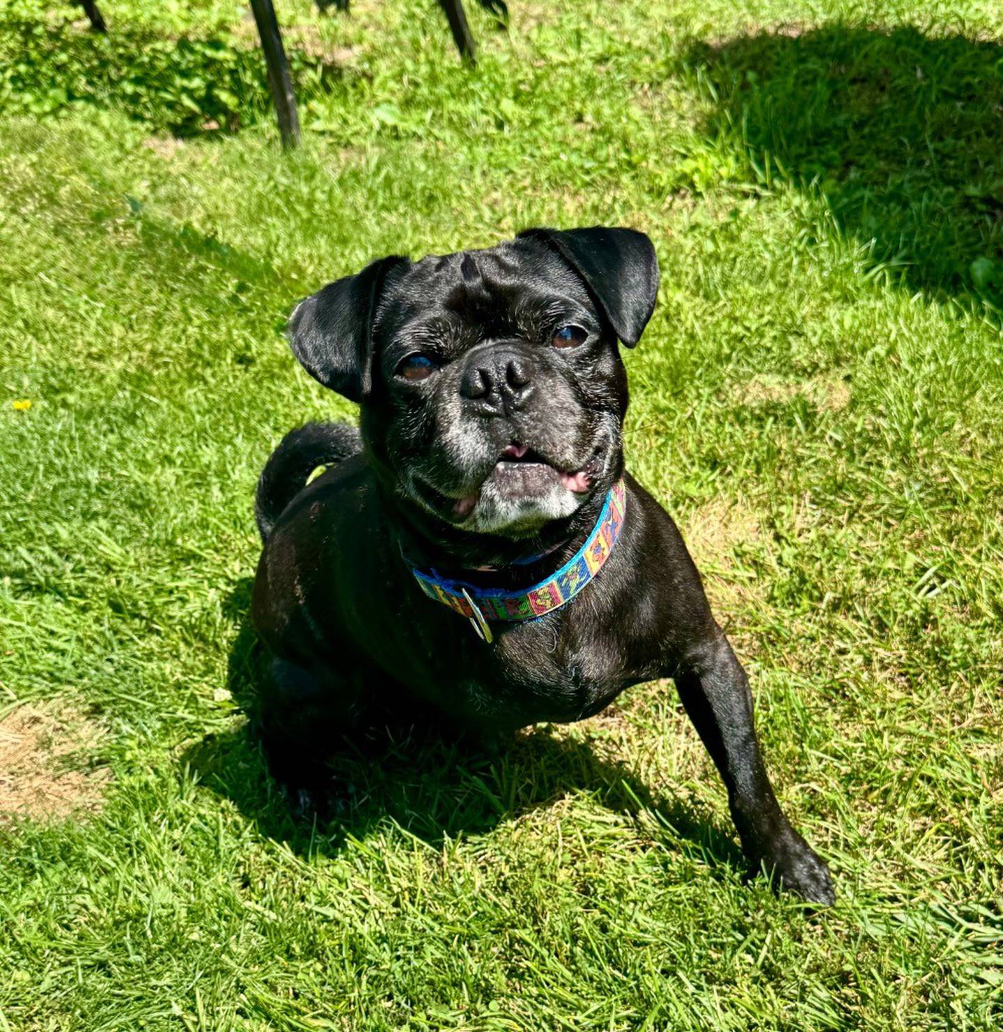 Happy Hank is a 4-year-old, 22-pound, sweet tripod pug mix who loves to be with people and play with toys. He’s not a huge fan of other dogs here but he loves, loves, loves his people, Happy Hank needs a family to cherish and spoil him. Contact the Will County Humane Society at willcountyhumane.com and follow the instructions for the adoption process.Pjot