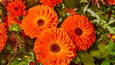 The Romance of flowers with Wasco Nursery & Garden Center in St. Charles