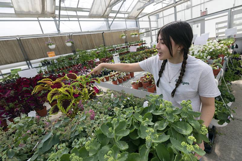 Gabbi Mango, greenhouse manager at Sterling High School, points out her favorite plant –  the Coleus – Thursday, May 7, 2026, during the Farmapalooza agriculture event.