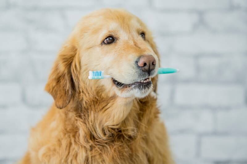 All Creatures Great & Small - Pet Dental Health Month:  The Importance Of Good Dental Health For Dogs