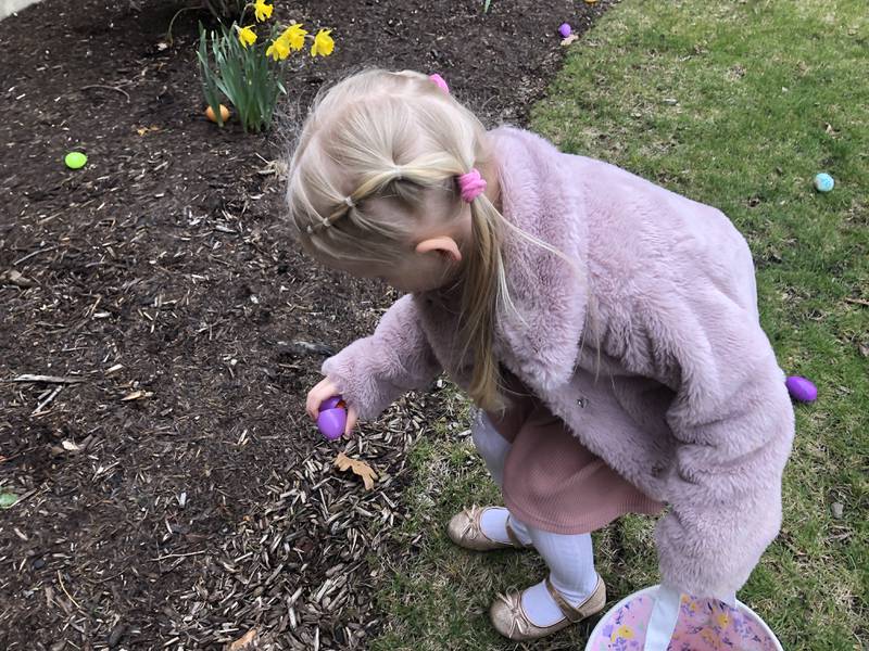 Londyn Hain picks up an egg during the  egg hunt at St. Peter's Church in Spring Grove March 30, 2024.
