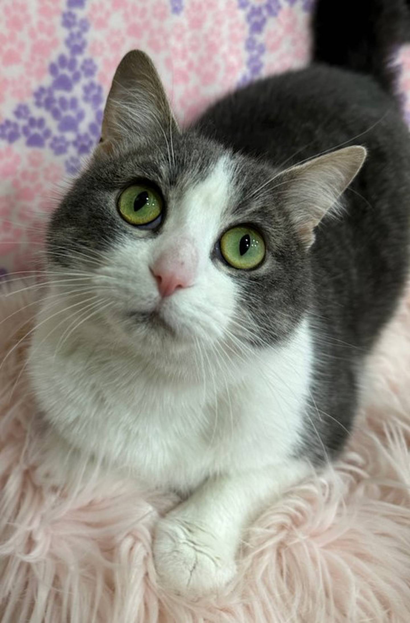 One-year-old Calandra loves napping, getting chin rubs and even being brushed. She’s positive for feline leukemia so she needs to be the only cat in the home unless the other cat also is positive. To meet Calandra, call Joliet Township Animal Control at 815-725-0333.