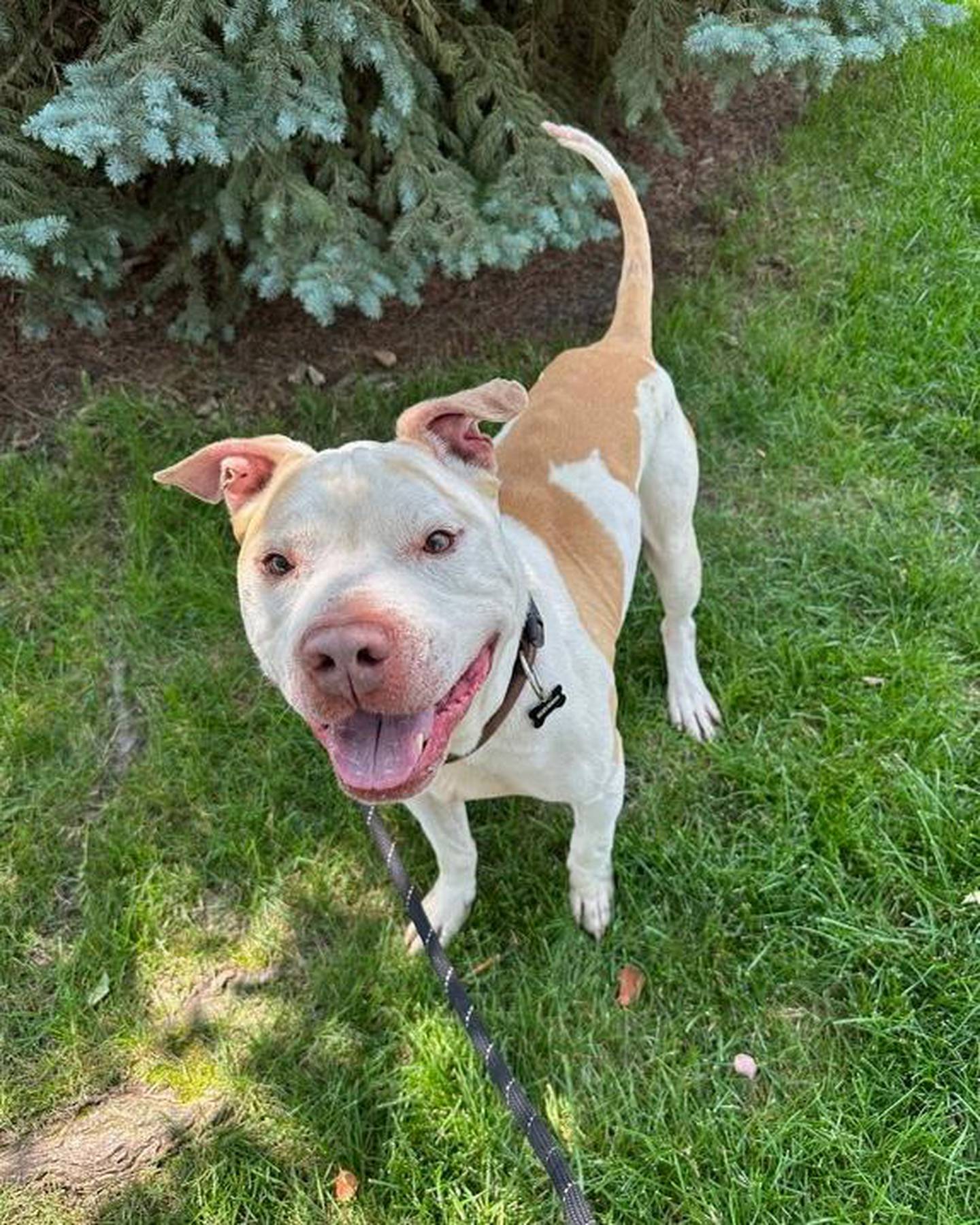 Norton is a 7-year-old terrier that likes people and attention – he has the biggest smile when happy. He knows basic commands and is food-motivated and eager to learn more. He needs to be the only pet in the home. To meet Norton, email Dogadoption@nawsus.org. Visit nawsus.org.