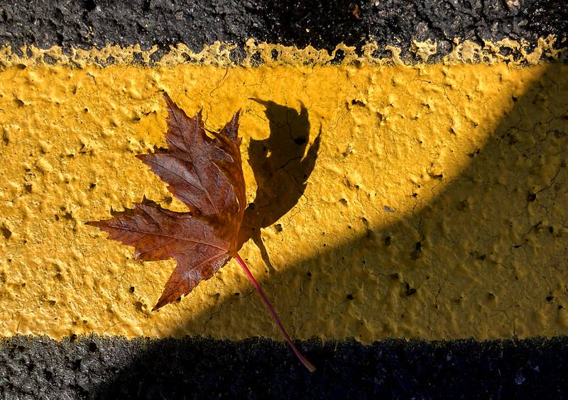 A maple leaf rests on a yellow line in the parking lot of Conley Elementary Schools 750 Dr. John Burkey Drive, in Algonquin, on Wednesday, Oct, 26, 2022,