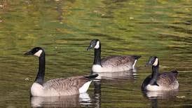 Watershed stewardship program begins May 26 in Genoa