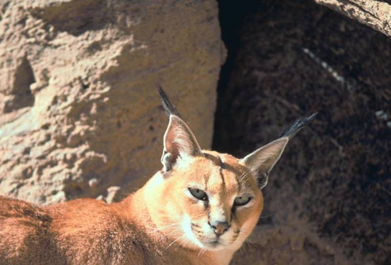 An image of a caracal was captured by a U.S. Fish and Wildlife Service employee. Another caracal was captured in suburban Hoffman Estates on Oct. 15, 2024.