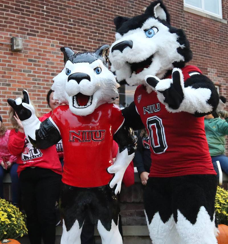 Northern Illinois University mascot Victor E. Huskie stands next to a freshly unveiled statue of himself during the NIU Huskie Homecoming Block Party Thursday, Oct. 12, 2023, in downtown DeKalb. The statue is located on the southeast corner of Lincoln Highway and Second Street in DeKalb.