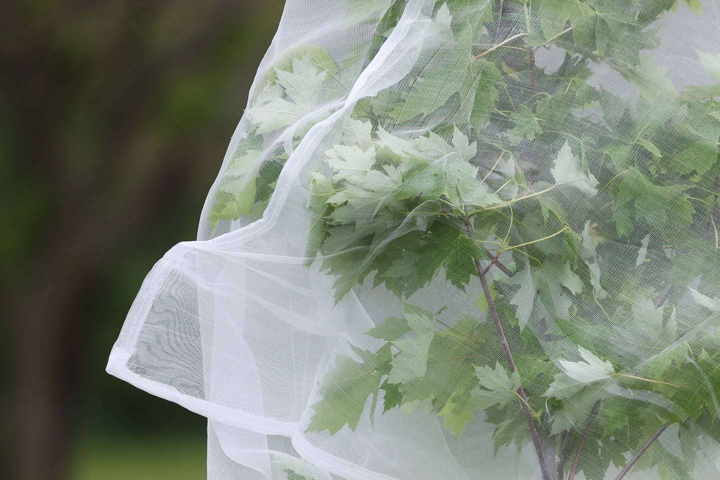 A young tree is wrapped in netting to protect it from cicadas at Lloyd Erickson Park in Elwood on Thursday, May 16, 2024.