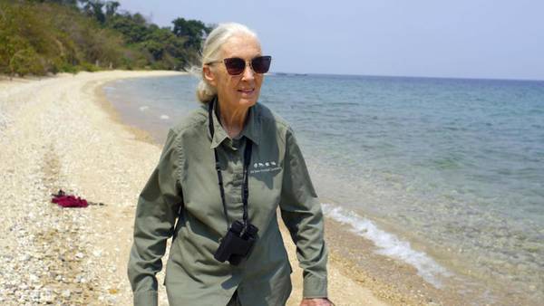 ‘Will echo for generations’ – Local conservationists reflect on Jane Goodall’s trailblazing legacy